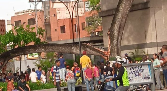 Dos mujeres lesionadas deja caída de árbol en la avenida Bolívar