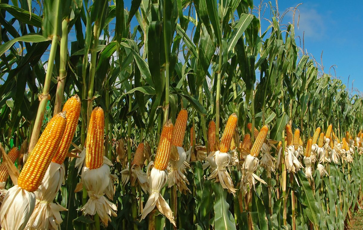 en venezuela productores de maiz estiman la cosecha crecera 17 en 2022 laverdaddemonagas.com maiz 2000x1270 1