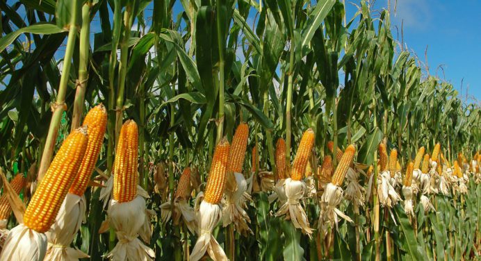 Fedeagro: Cambio climático afecta la producción de maíz