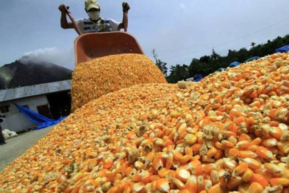 en venezuela productores de maiz estiman la cosecha crecera 17 en 2022 laverdaddemonagas.com maiz venezuela