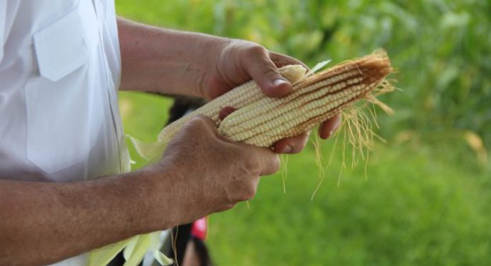 En Venezuela productores de maíz estiman la cosecha crecerá 17% en 2022