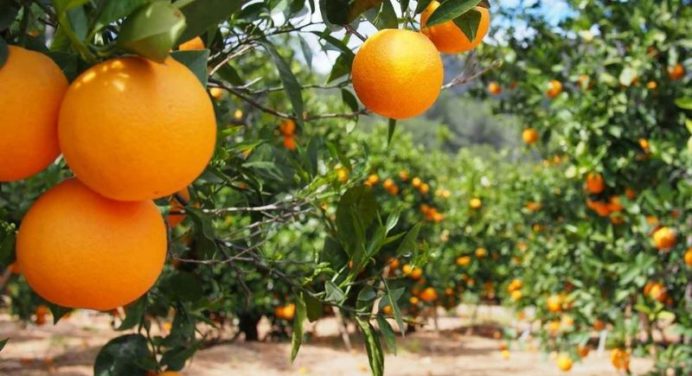 Fedeagro: Producción de naranja en Venezuela disminuye 87% por plagas