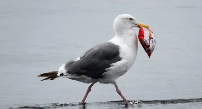 ¡Gaviota ladrona! Ave roba 17 kilos de chucherías en una tienda del Reino Unido