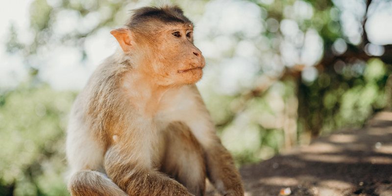 virologa viruela del mono no representa un motivo de alarma para venezuela laverdaddemonagas.com mono simio viruela del mono