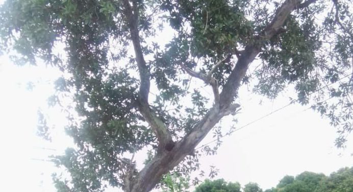 Árbol a punto de caer sobre cableado eléctrico tiene en zozobra a vecinos de Valenzuela