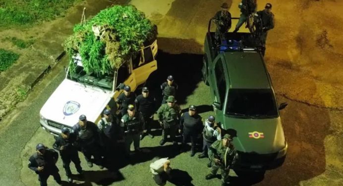 Destruyen plantación de marihuana en el estado Sucre