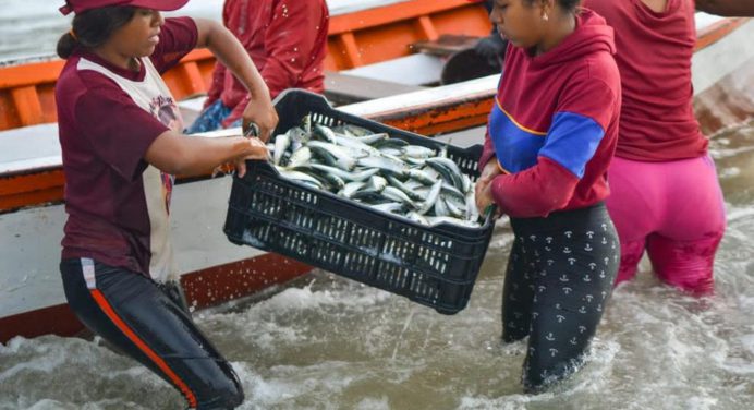 Disminución del tamaño de la sardina obliga a suspender zafra en el estado Sucre