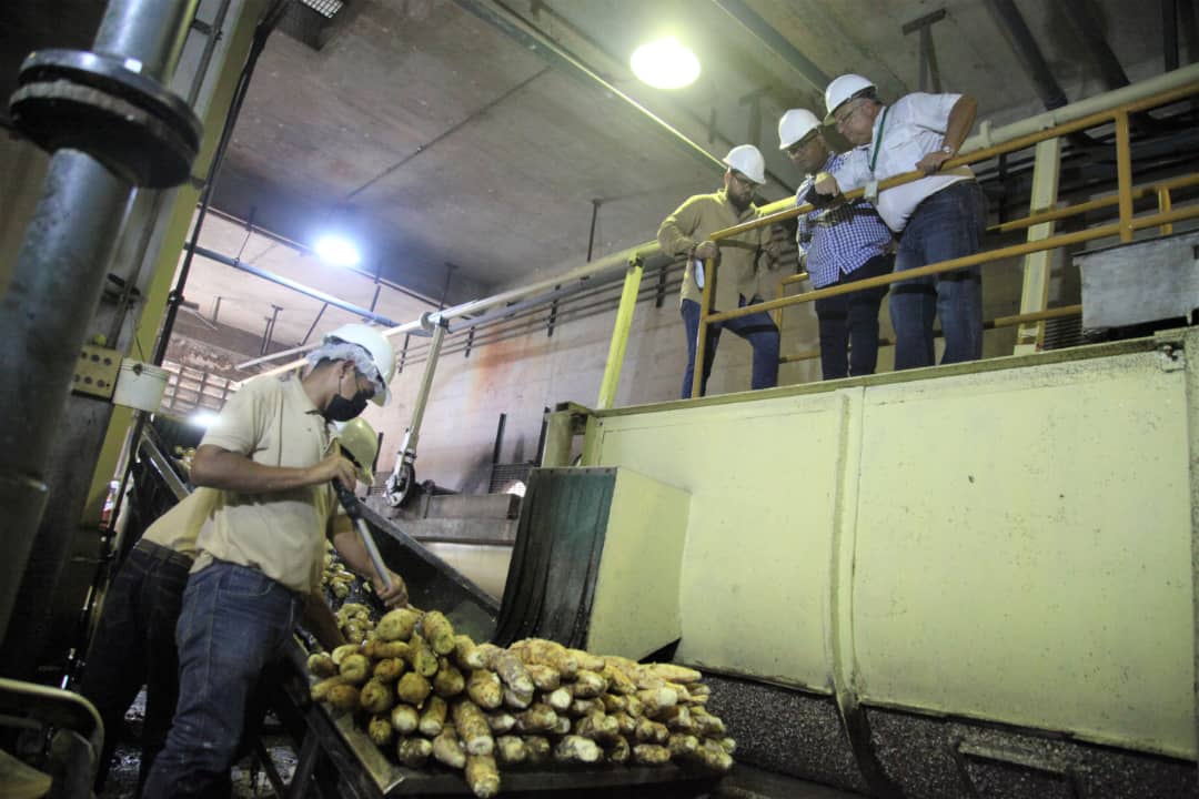 gobernador resalta produccion de almidon de la agroindustria mandioca laverdaddemonagas.com mandioca4