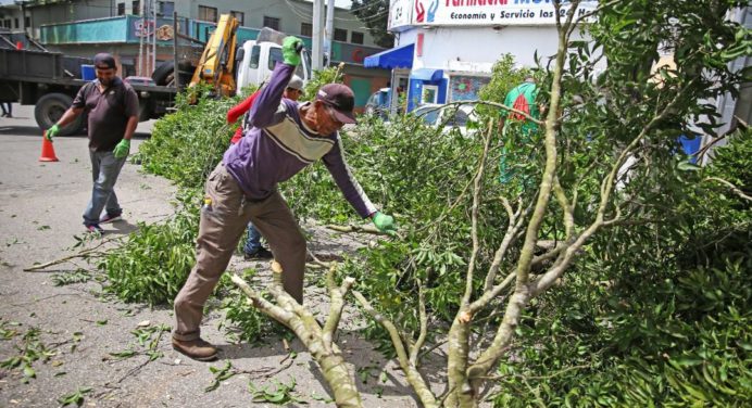 Alcaldía de Maturín atiende con el plan pica y poda la avenida Ribas