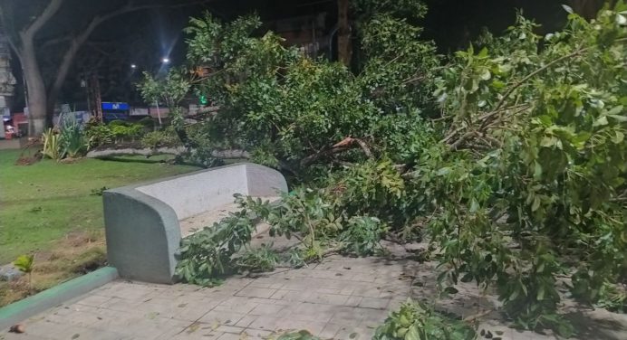Fuertes lluvias provocan caída de árbol en la plaza Piar