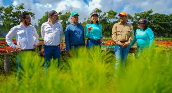 Maderas del Orinoco y Mavetur sembrarán 5 millones de árboles en sabanas de Uverito