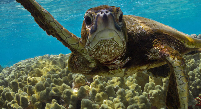 7 datos interesantes sobre las tortugas marinas