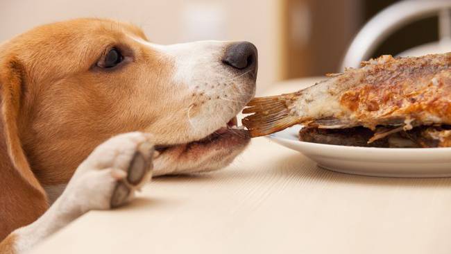 alimentos tóxicos para perros