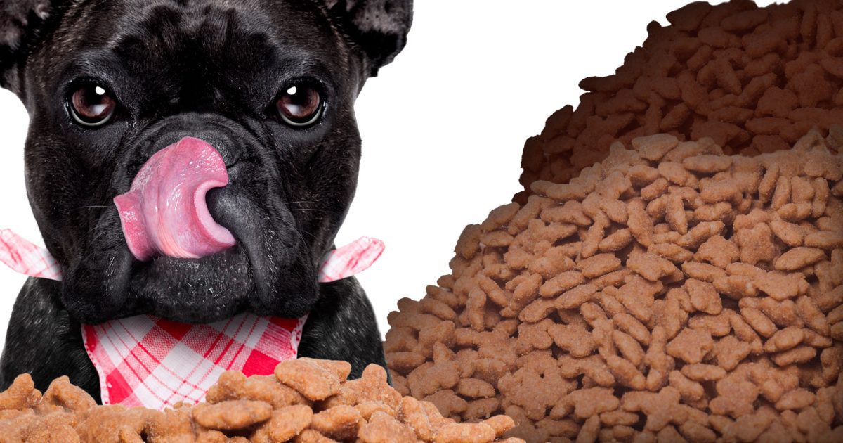 cuidado 10 alimentos toxicos para perros laverdaddemonagas.com alimento para perro envialo a venezuela