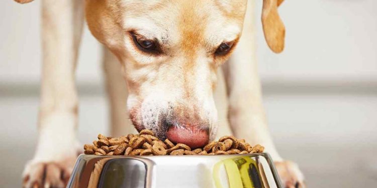 cuidado 10 alimentos toxicos para perros laverdaddemonagas.com perro comiendo pienso 750x375 1