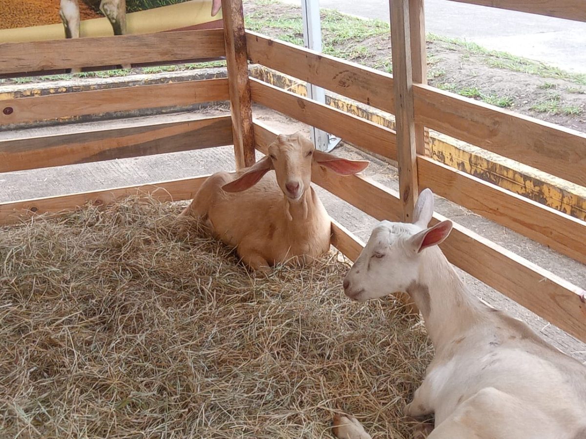en maturin bien se puede criar cabras laverdaddemonagas.com whatsapp image 2022 08 26 at 4.52.49 pm 1