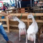 en maturin bien se puede criar cabras laverdaddemonagas.com whatsapp image 2022 08 26 at 5.33.08 pm 1