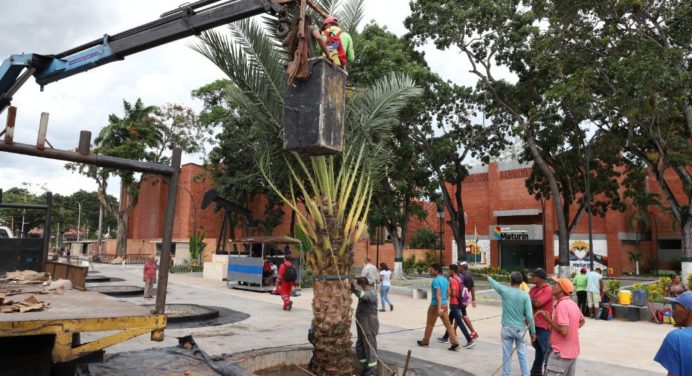 Con 12 palmeras de dátiles armonizan al Paseo El Balancín de Maturín