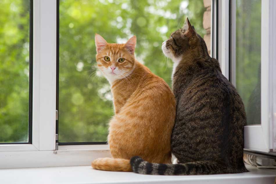 por que ronronean los gatos y otros datos curiosos que no sabias de ellos laverdaddemonagas.com descubre como se comporta un gato