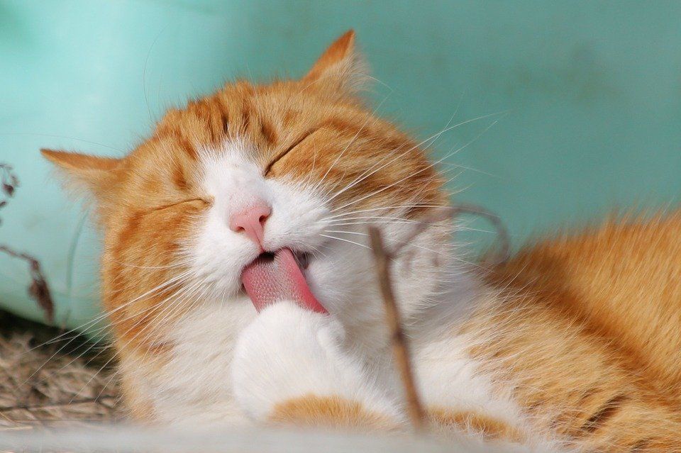 por que ronronean los gatos y otros datos curiosos que no sabias de ellos laverdaddemonagas.com gatos 1 1