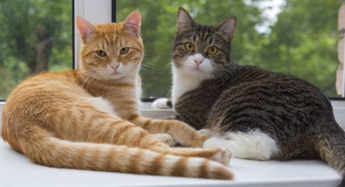 Descubre por qué ronronean los gatos y otros datos curiosos que no sabías de ellos