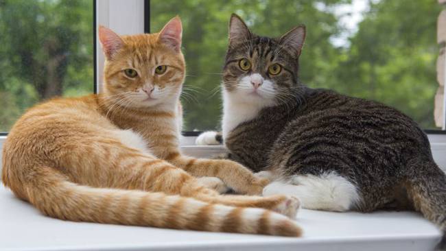 Descubre por qué ronronean los gatos y otros datos curiosos que no sabías de ellos