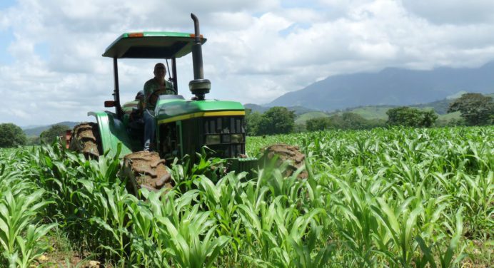 Fedeagro: Productores de maíz trabajan a pérdida