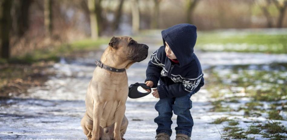 perros para niños