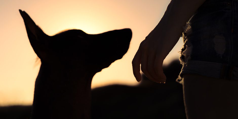 los perros son capaces de oler el estres de las personas laverdaddemonagas.com perros estres 2