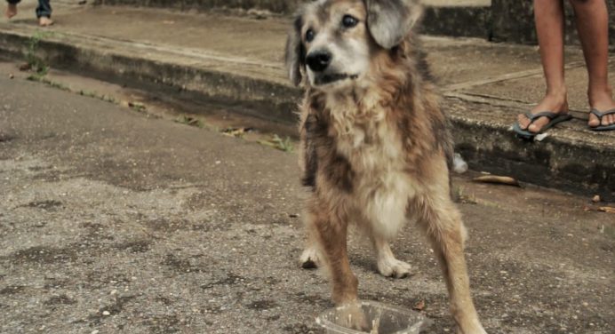 Proteccionistas desplegados por brote de moquillo en mascotas en Maturín