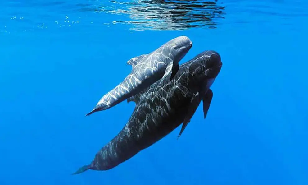215 ballenas piloto aparecen muertas en remota isla de nueva zelanda laverdaddemonagas.com ballena2