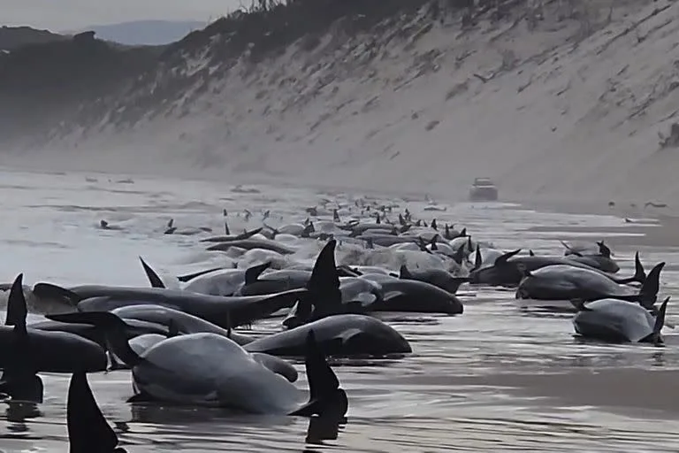 215 ballenas piloto aparecen muertas en remota isla de nueva zelanda laverdaddemonagas.com ballena3