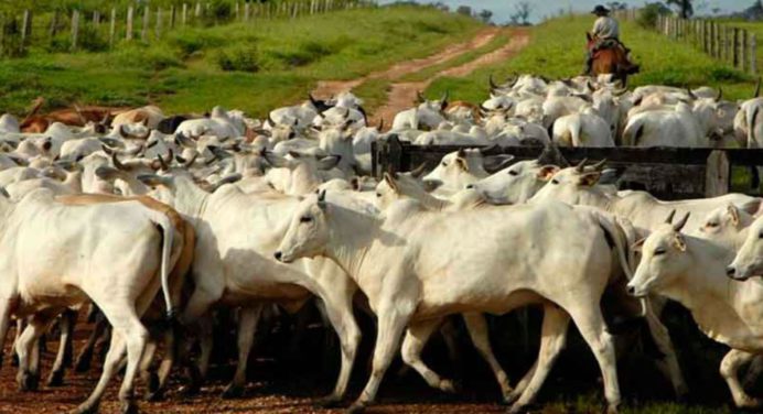 Fedenaga asegura que la demanda de carne se ha incrementado