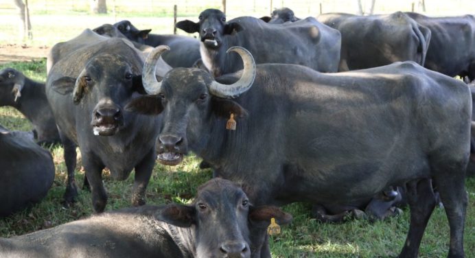 Monagas inicia segundo ciclo de vacunación contra la fiebre aftosa
