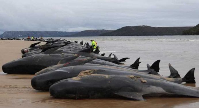 215 ballenas piloto aparecen muertas en remota isla de Nueva Zelanda