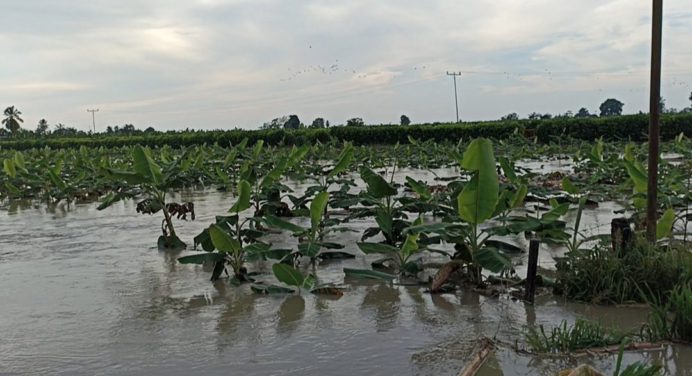 Lluvias intensas tienen en riesgo tierras productoras de plátano en el Zulia