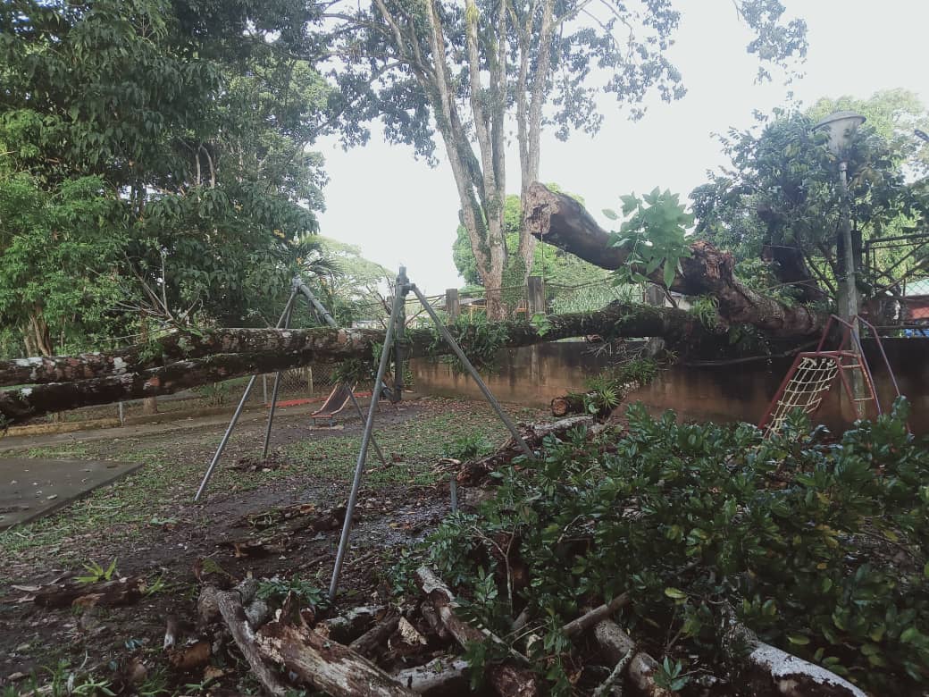 Peligro: Cae enorme árbol en patio de CEI Arnoldo Gabaldón