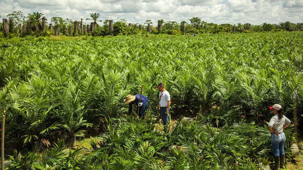 alimentos polar financia renovacion de cultivos a productores de palma aceitera en monagas laverdaddemonagas.com entrega de palmas finca el aguila maturin 28 1
