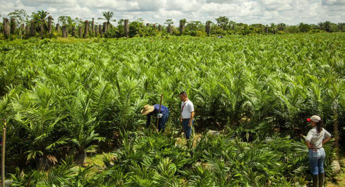 Alimentos Polar financia en Monagas a productores de palma aceitera
