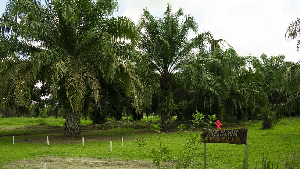alimentos polar financia renovacion de cultivos a productores de palma aceitera en monagas laverdaddemonagas.com entrega de palmas finca el aguila maturin