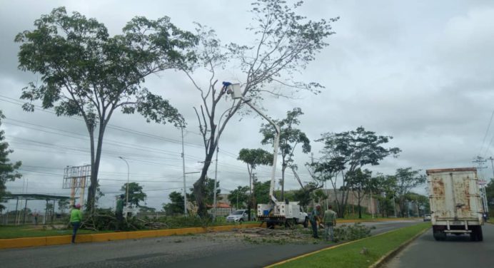 Colas interminables por poda de árboles y mantenimiento en la Av. Ugarte Pelayo