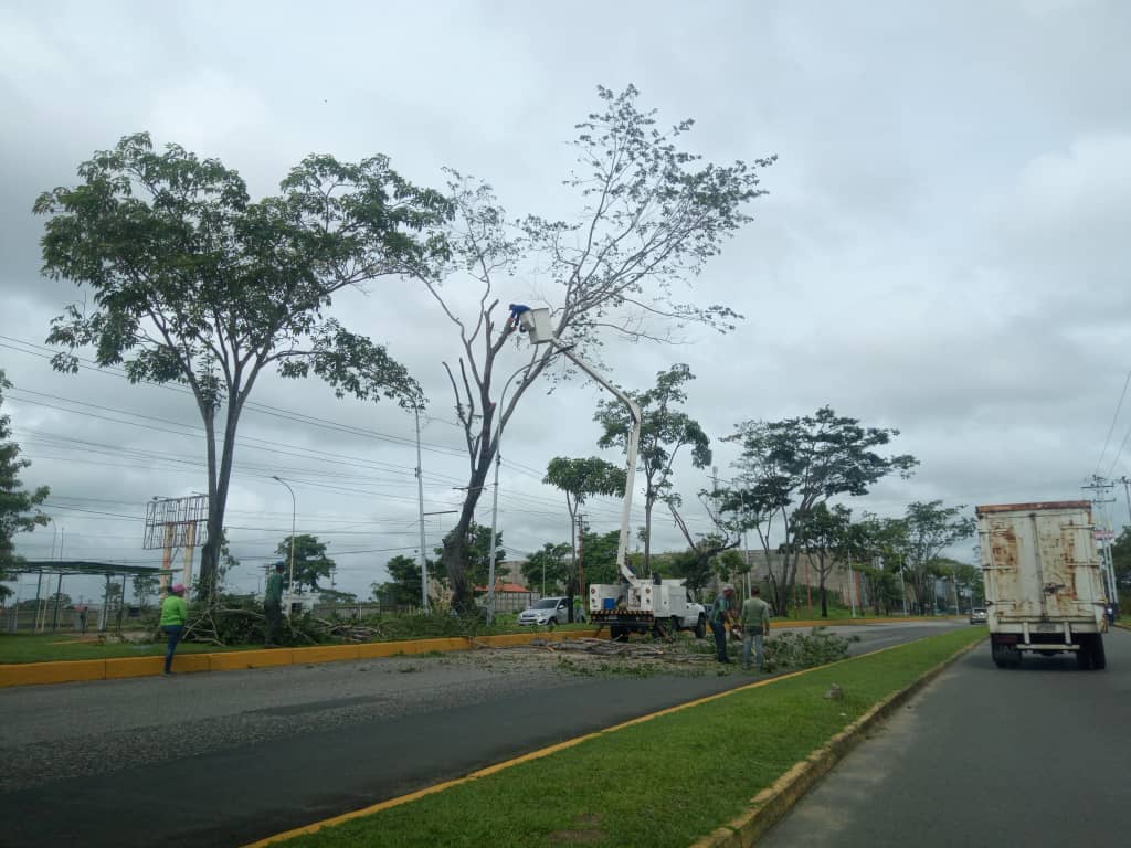 Colas interminables por poda de árboles y mantenimiento en la Av. Ugarte Pelayo