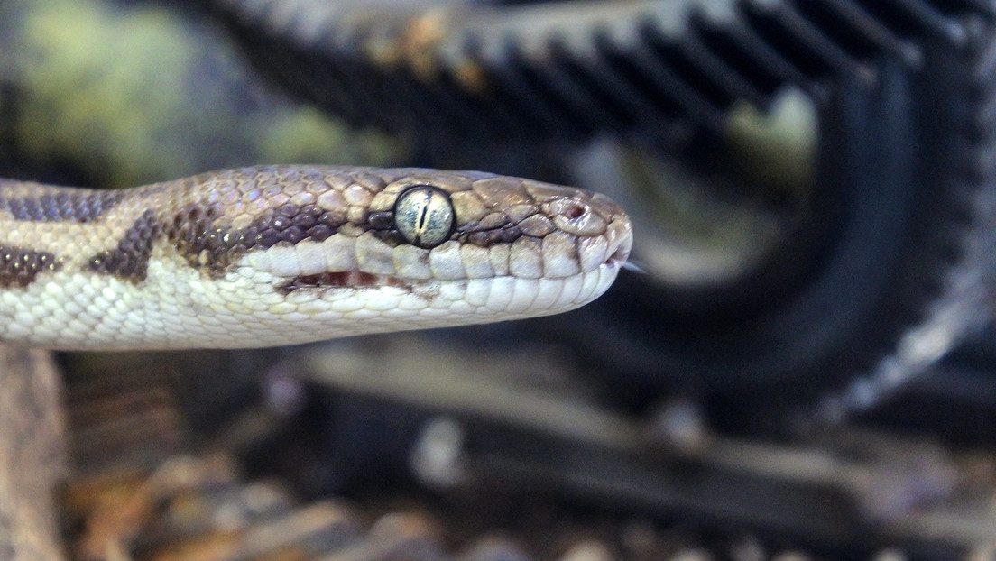 Serpiente pitón. | Foto: Archivo