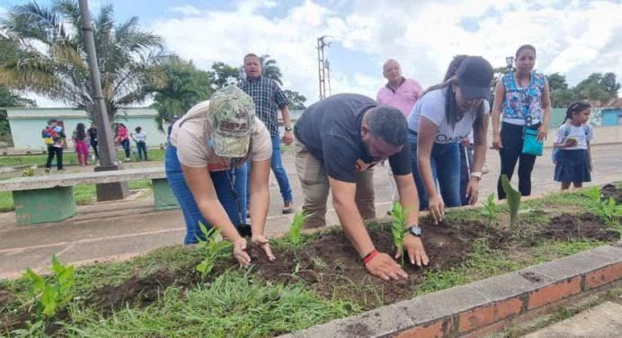 Siembran más de 100 plantas ornamentales en la plaza Miranda de Caicara