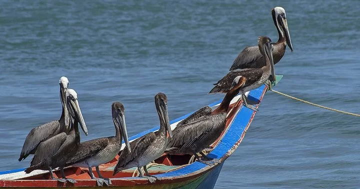 alerta sanitaria en 5 estados de venezuela tras detectar virus de influenza aviar en pelicanos laverdaddemonagas.com pelicanos en venezuela