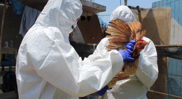 Perú declara emergencia sanitaria por brote de influenza aviar