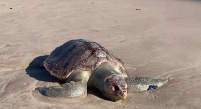 Tortuga marina muere por embolia gaseosa en playa de Lechería