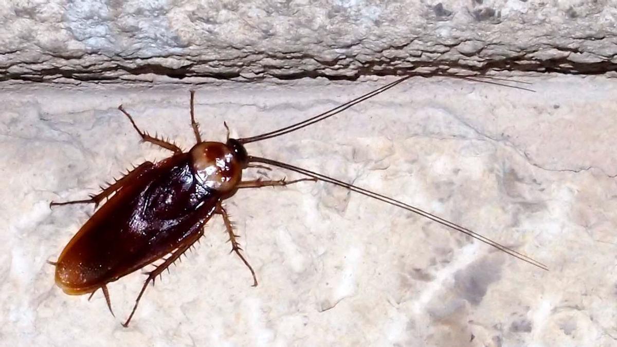 ¿Cucarachas en tu casa? Remedios caseros para alejar los insectos para siempre