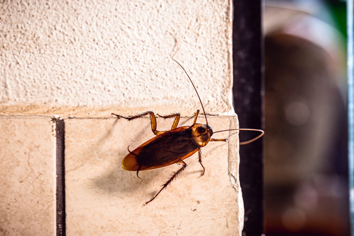  Las cucarachas se encuentran entre los animales más resistentes del planeta. | Foto: Web