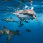 dos tercios de los tiburones y rayas de arrecifes en peligro de extincion laverdaddemonagas.com pexels mile ribeiro 6216347